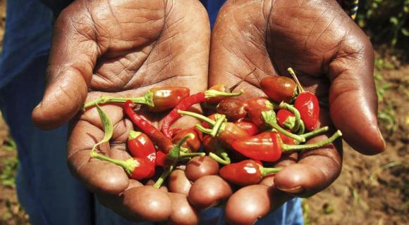 zwei Hände halten rote Früchte